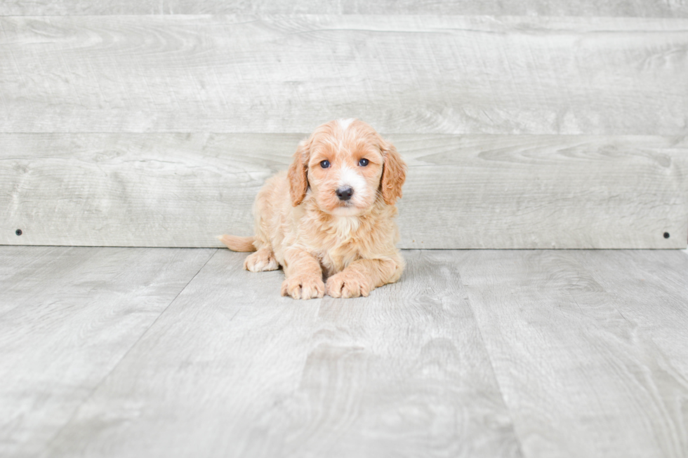 Mini Goldendoodle Puppy for Adoption