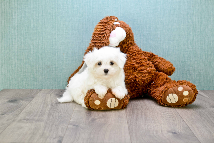 Playful Maltese Baby