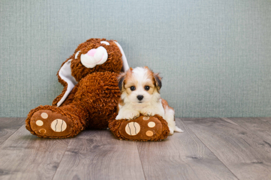 Morkie Pup Being Cute