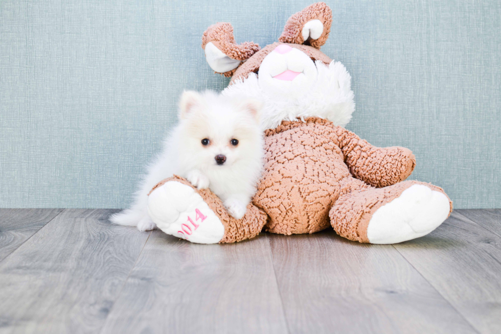 Smart Pomeranian Purebred Puppy