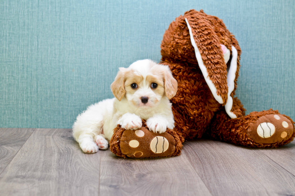 Cavachon Puppy for Adoption