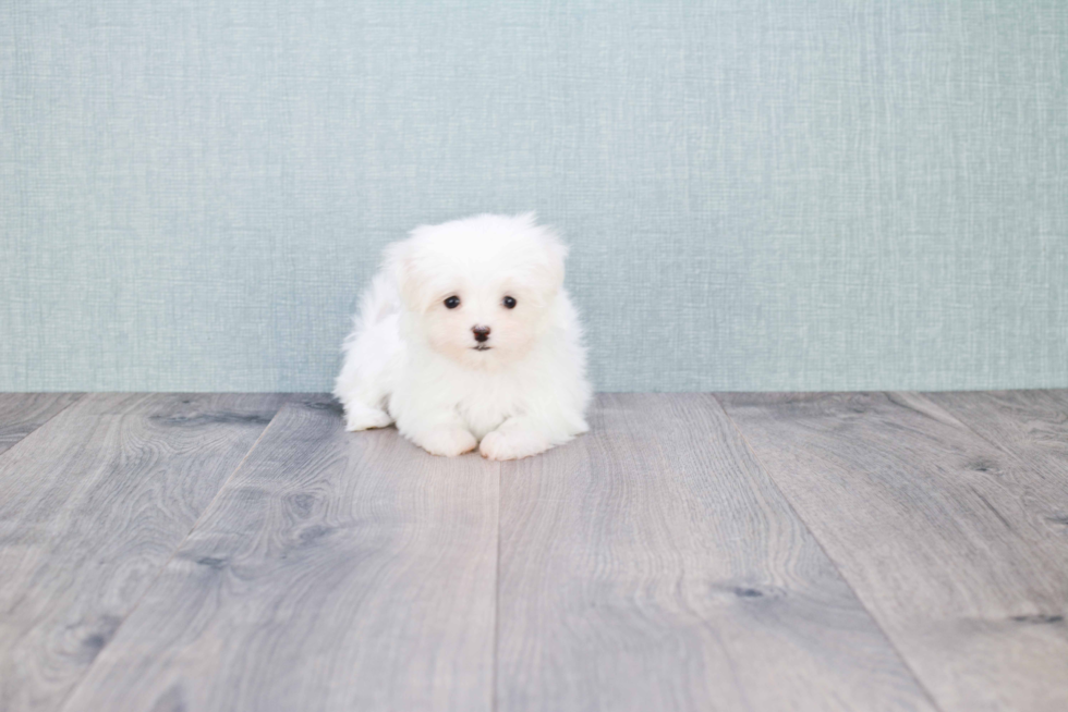 Akc Registered Maltese Baby