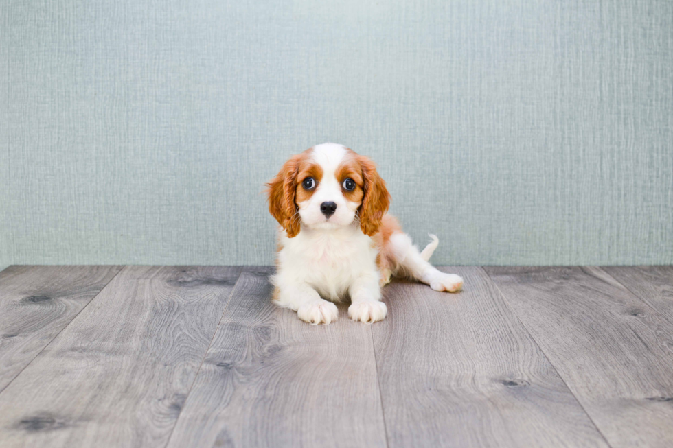 Cavalier King Charles Spaniel Puppy for Adoption