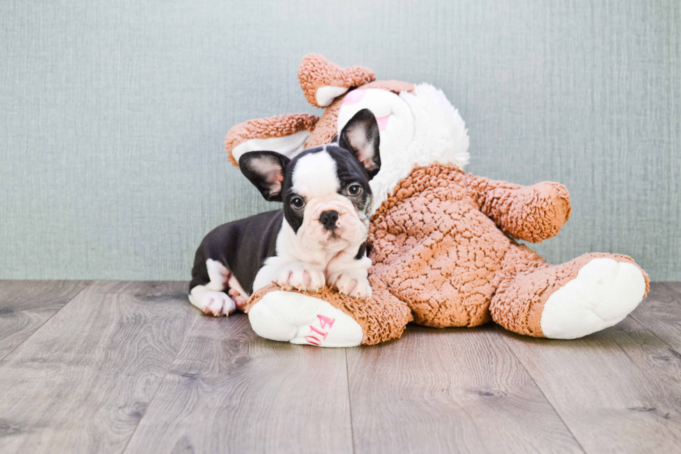 French Bulldog Pup Being Cute