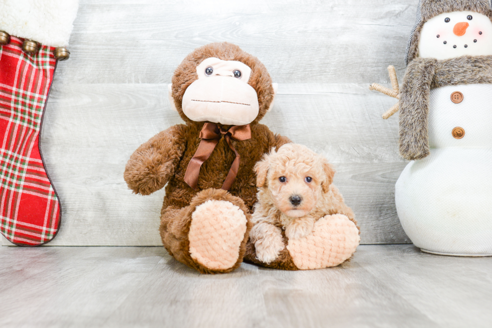 Maltipoo Puppy for Adoption