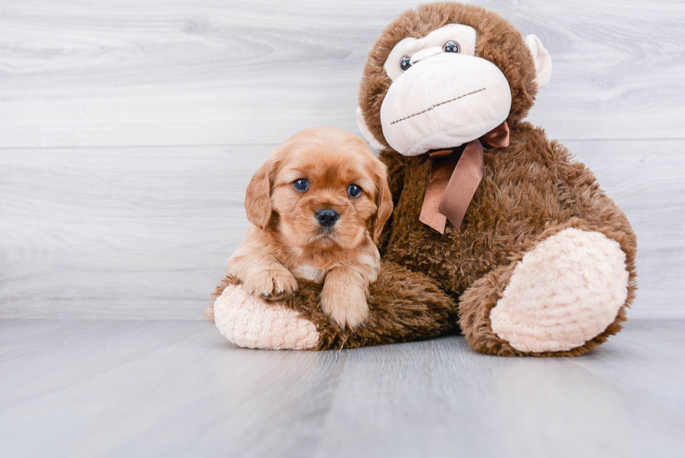 Best Cockapoo Baby