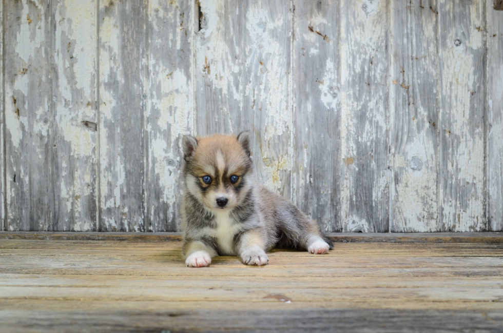 Adorable Mini Husky Designer Puppy