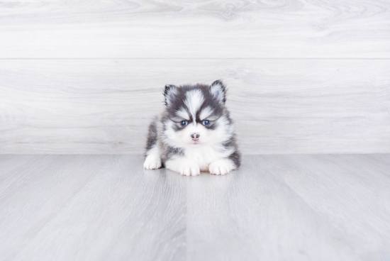 Energetic Mini Husky Designer Puppy