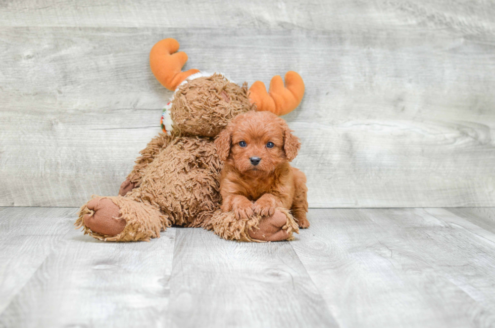 Adorable Cavoodle Poodle Mix Puppy