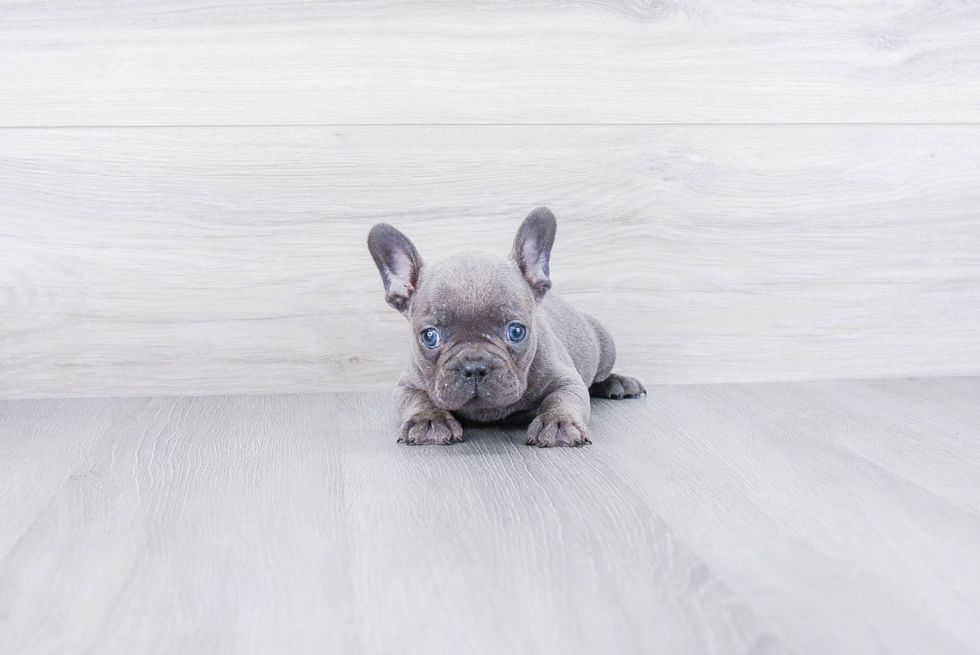 Best French Bulldog Baby