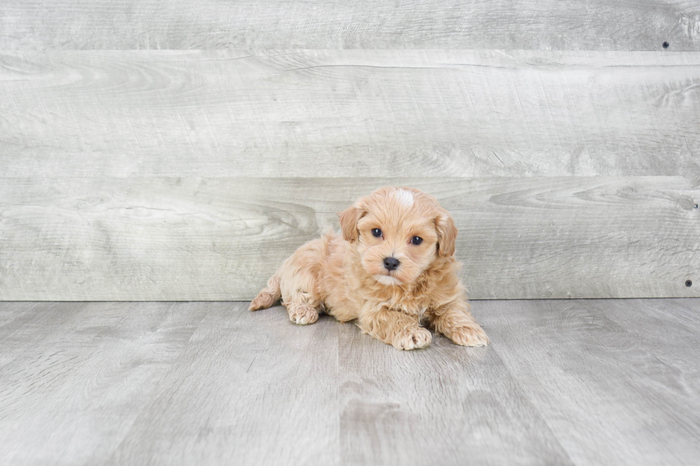 Little Maltese Poodle Poodle Mix Puppy