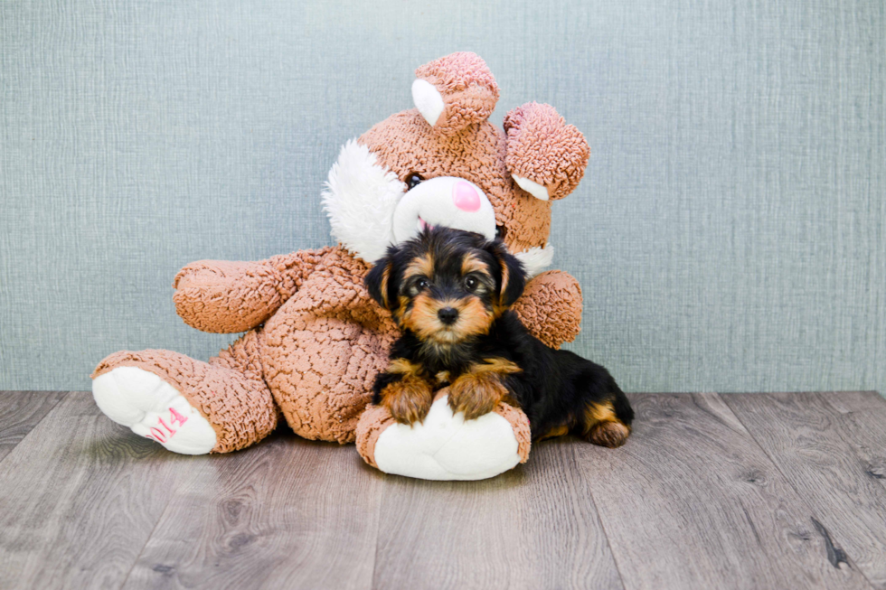 Meet Izzie - our Yorkshire Terrier Puppy Photo 