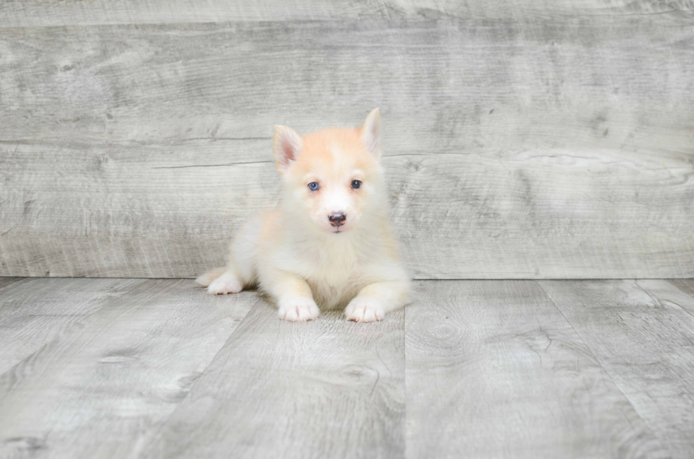 Energetic Mini Husky Designer Puppy