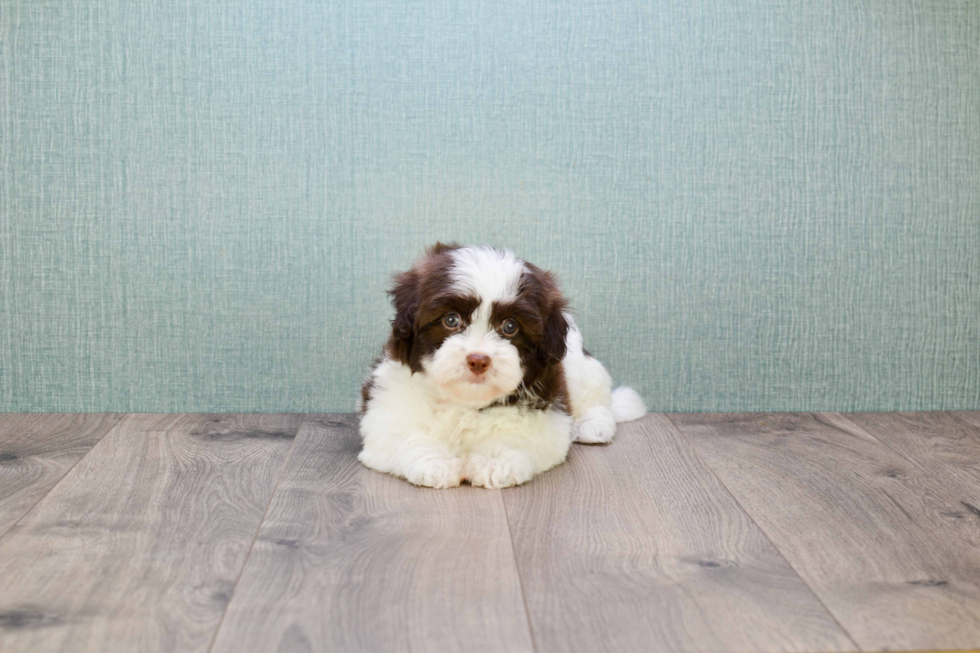 Happy Havanese Purebred Puppy