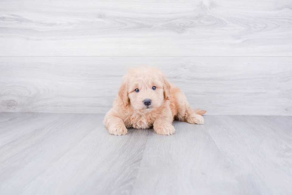 Best Mini Goldendoodle Baby