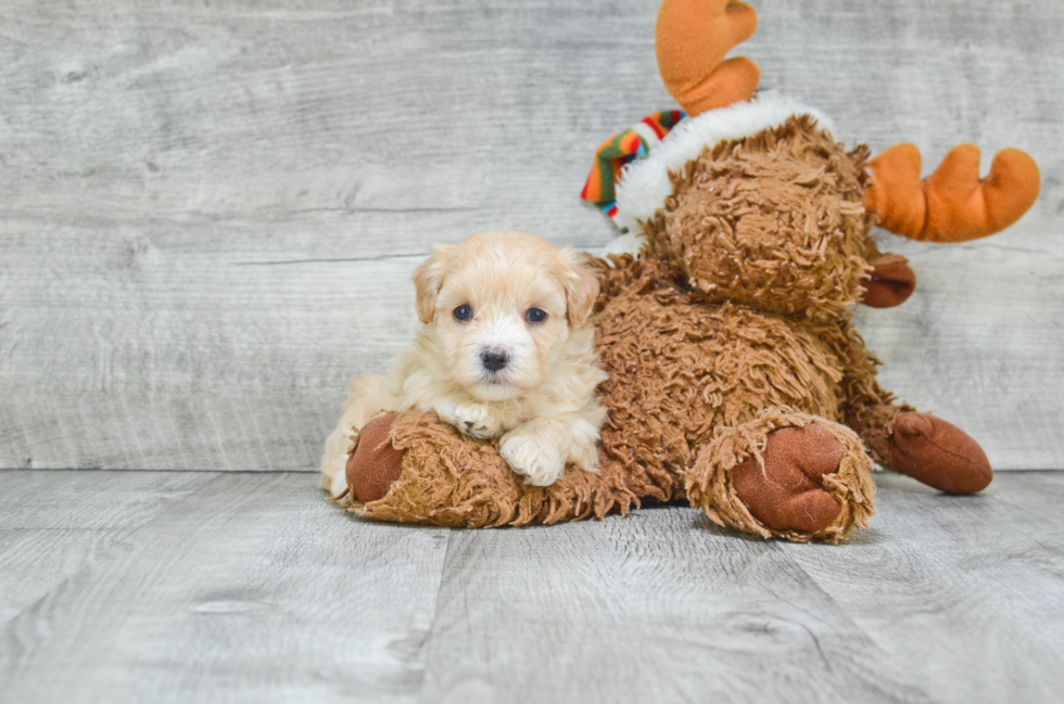 Best Maltipoo Baby