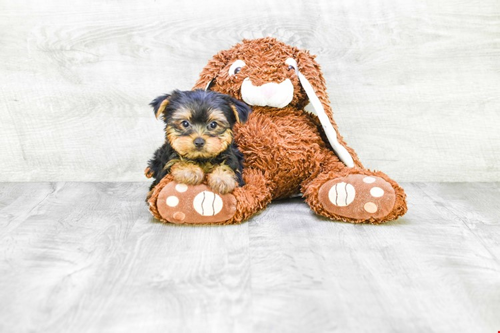 Meet Snickers - our Yorkshire Terrier Puppy Photo 