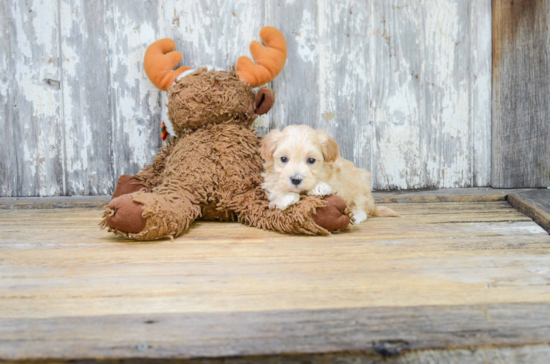 Best Maltipoo Baby