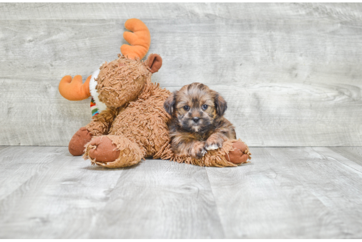 Happy Shorkie Baby