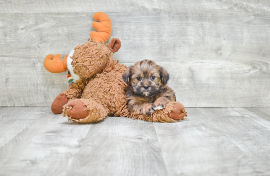 Happy Shorkie Baby