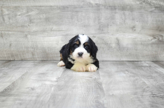 Mini Bernedoodle Pup Being Cute