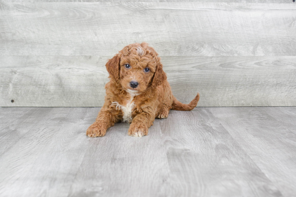 Best Mini Goldendoodle Baby