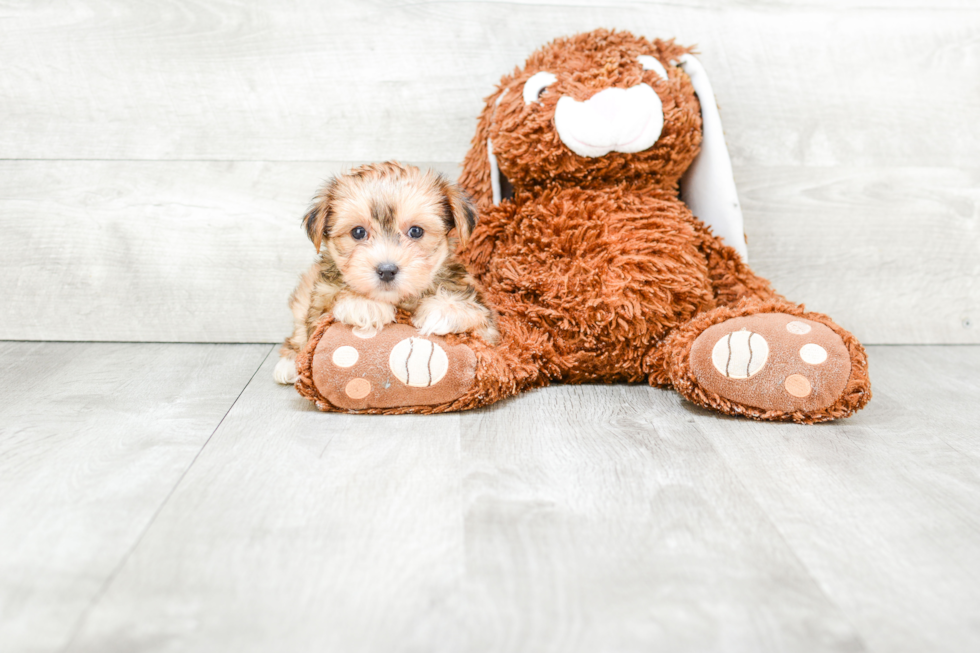 Sweet Morkie Baby