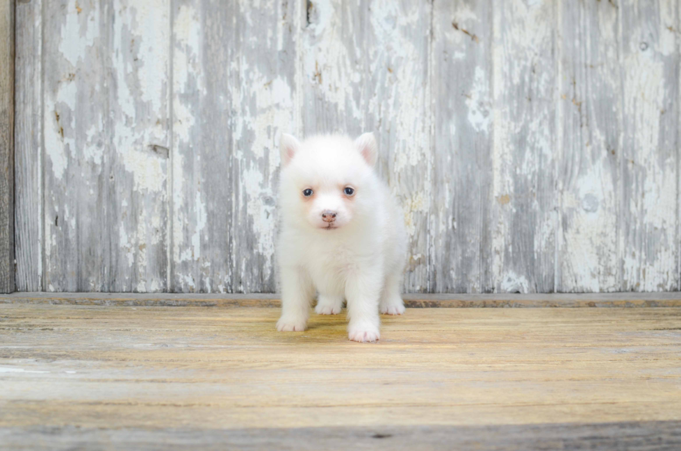 Hypoallergenic Mini Husky Designer Puppy