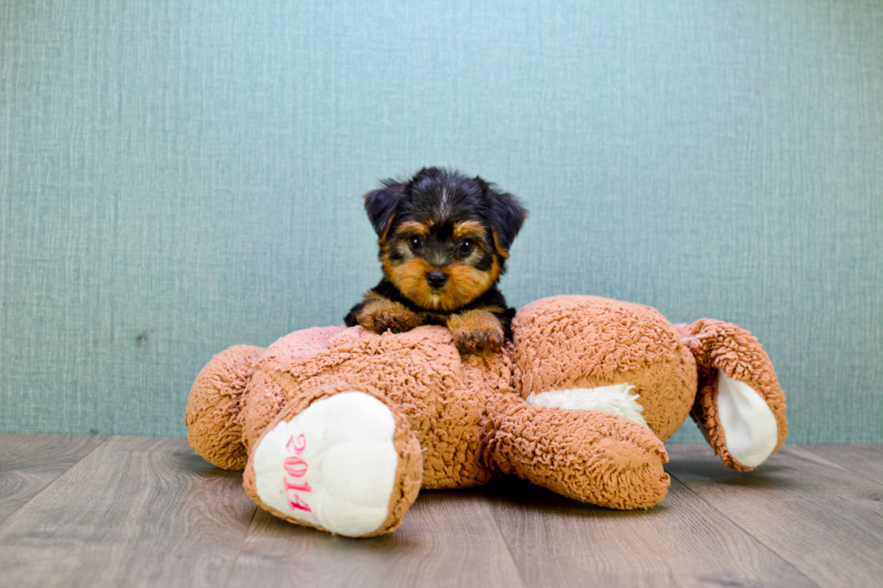 Meet Allen - our Yorkshire Terrier Puppy Photo 