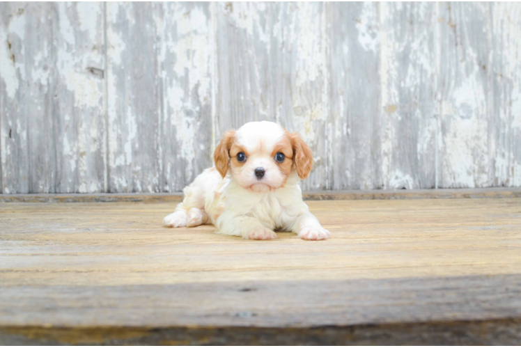 Playful Cavalier King Charles Spaniel Baby