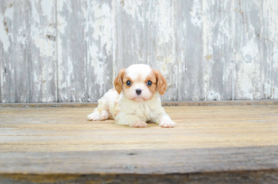 Playful Cavalier King Charles Spaniel Baby