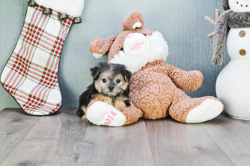 Energetic Yorkie Designer Puppy