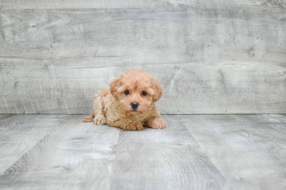 Cavapoo Puppy for Adoption