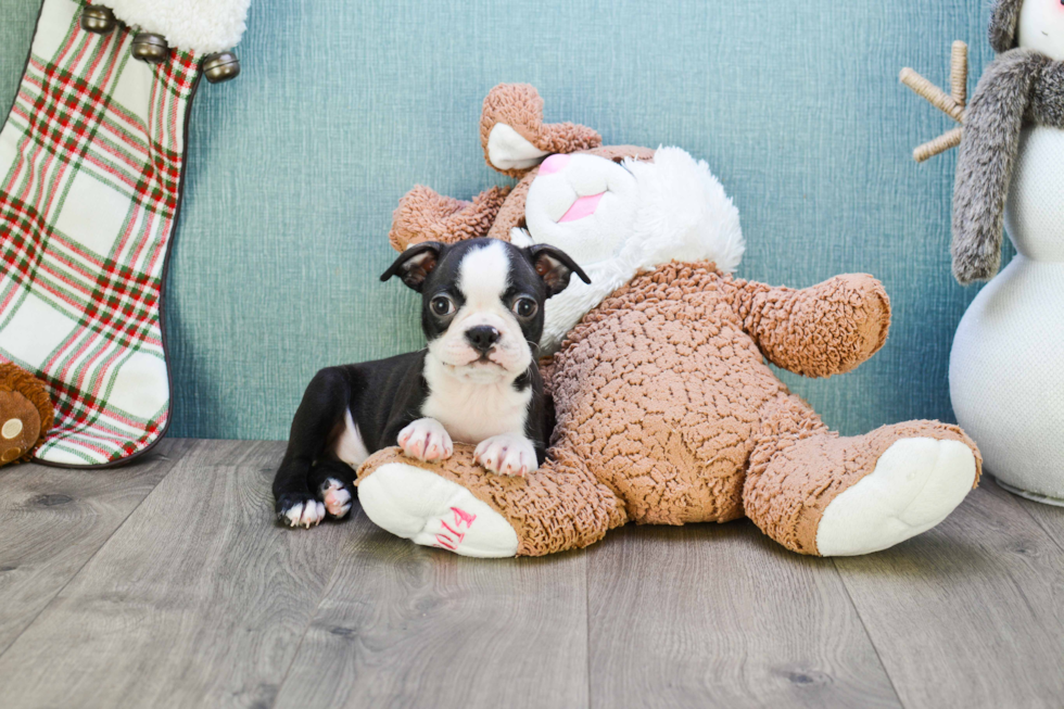 Smart Boston Terrier Purebred Puppy