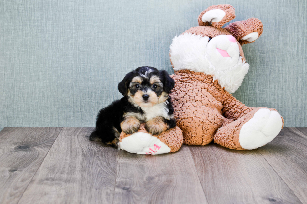 Morkie Pup Being Cute