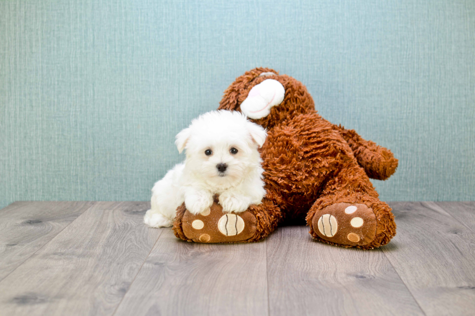 Adorable Maltese Purebred Puppy