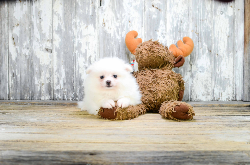 Pomeranian Puppy for Adoption