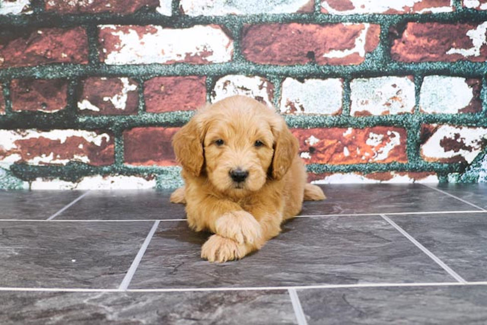 Mini Goldendoodle Puppy for Adoption