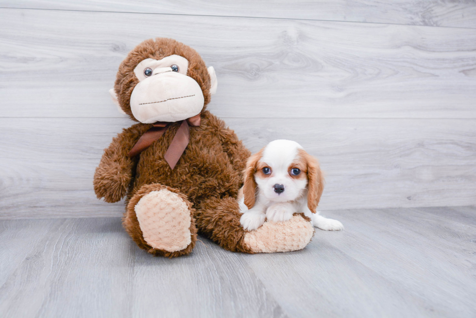 Happy Cavalier King Charles Spaniel Purebred Puppy