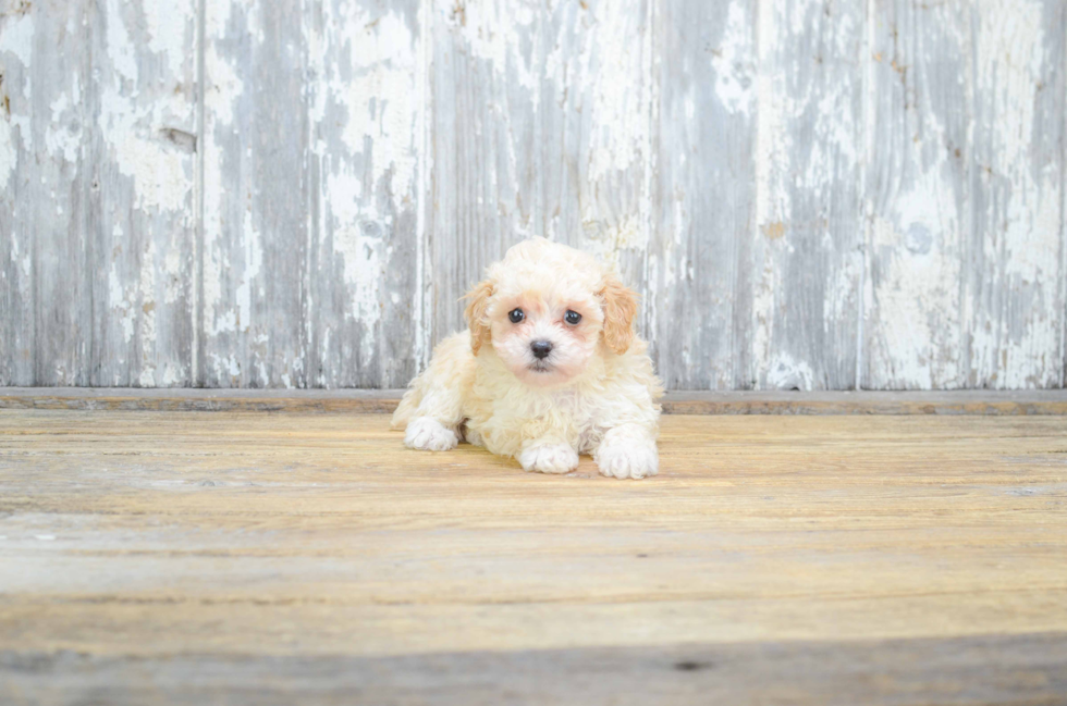 Happy Pudle Purebred Puppy