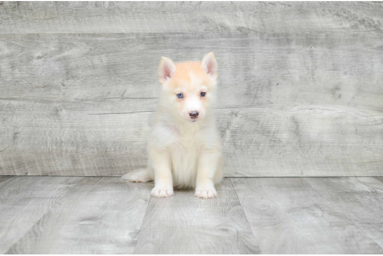 Pomsky Pup Being Cute