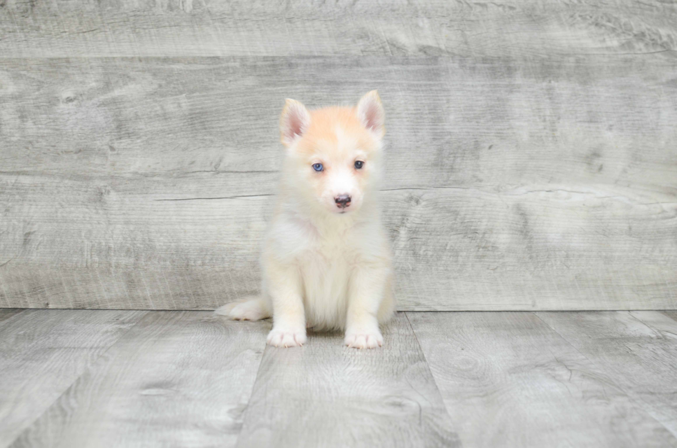 Pomsky Pup Being Cute