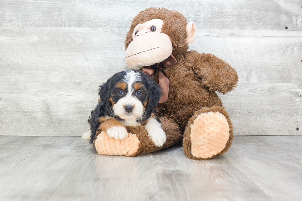 Adorable Mini Berniedoodle Poodle Mix Puppy