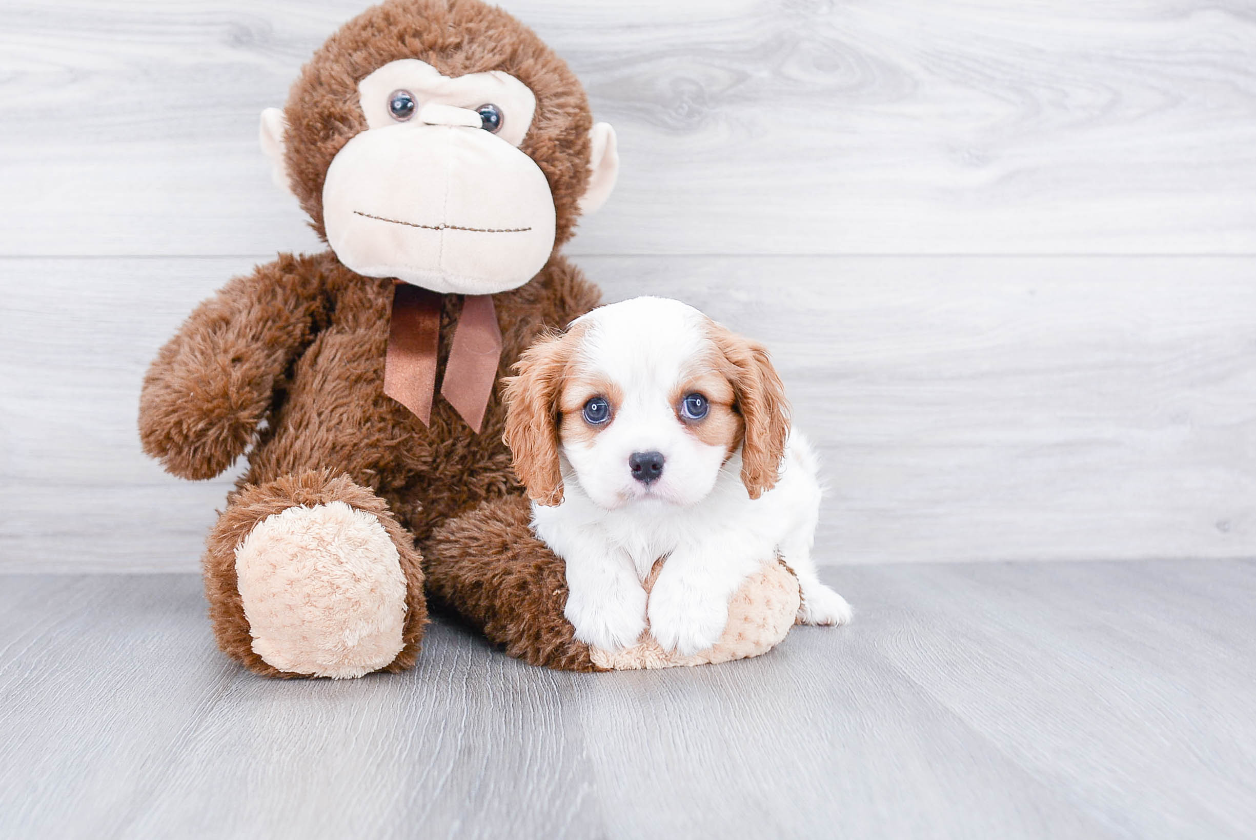 Popular Cavalier King Charles Spaniel Purebred Pup