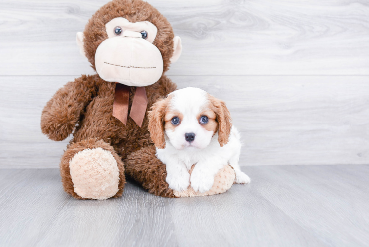 Popular Cavalier King Charles Spaniel Purebred Pup