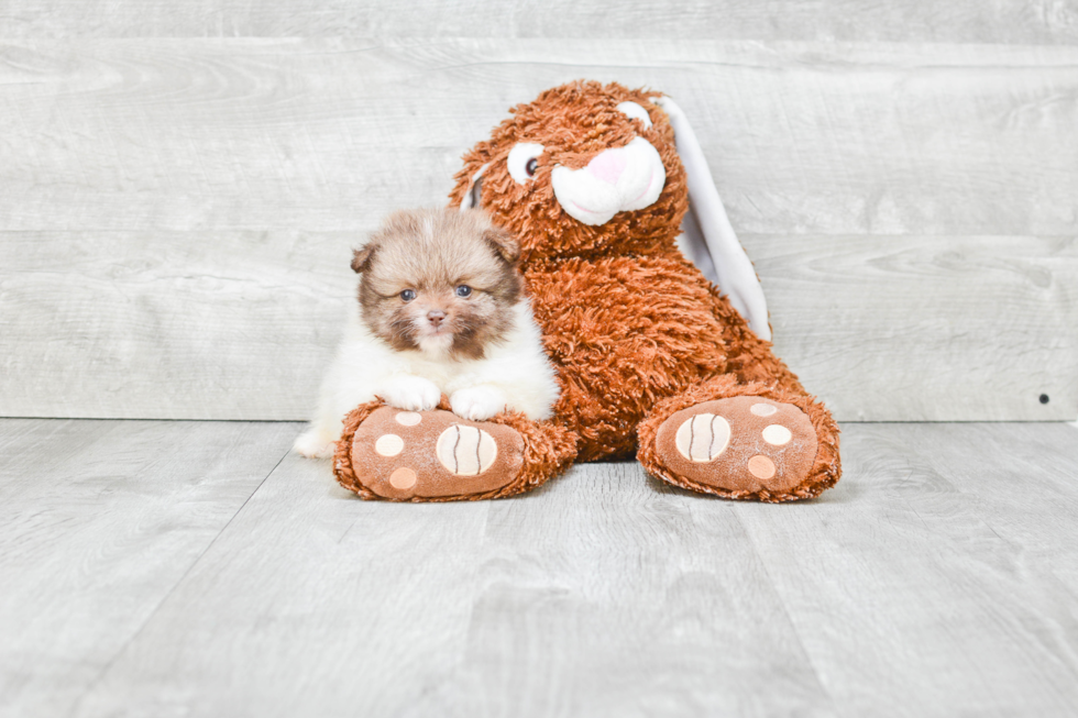 Adorable Pomeranian Purebred Puppy