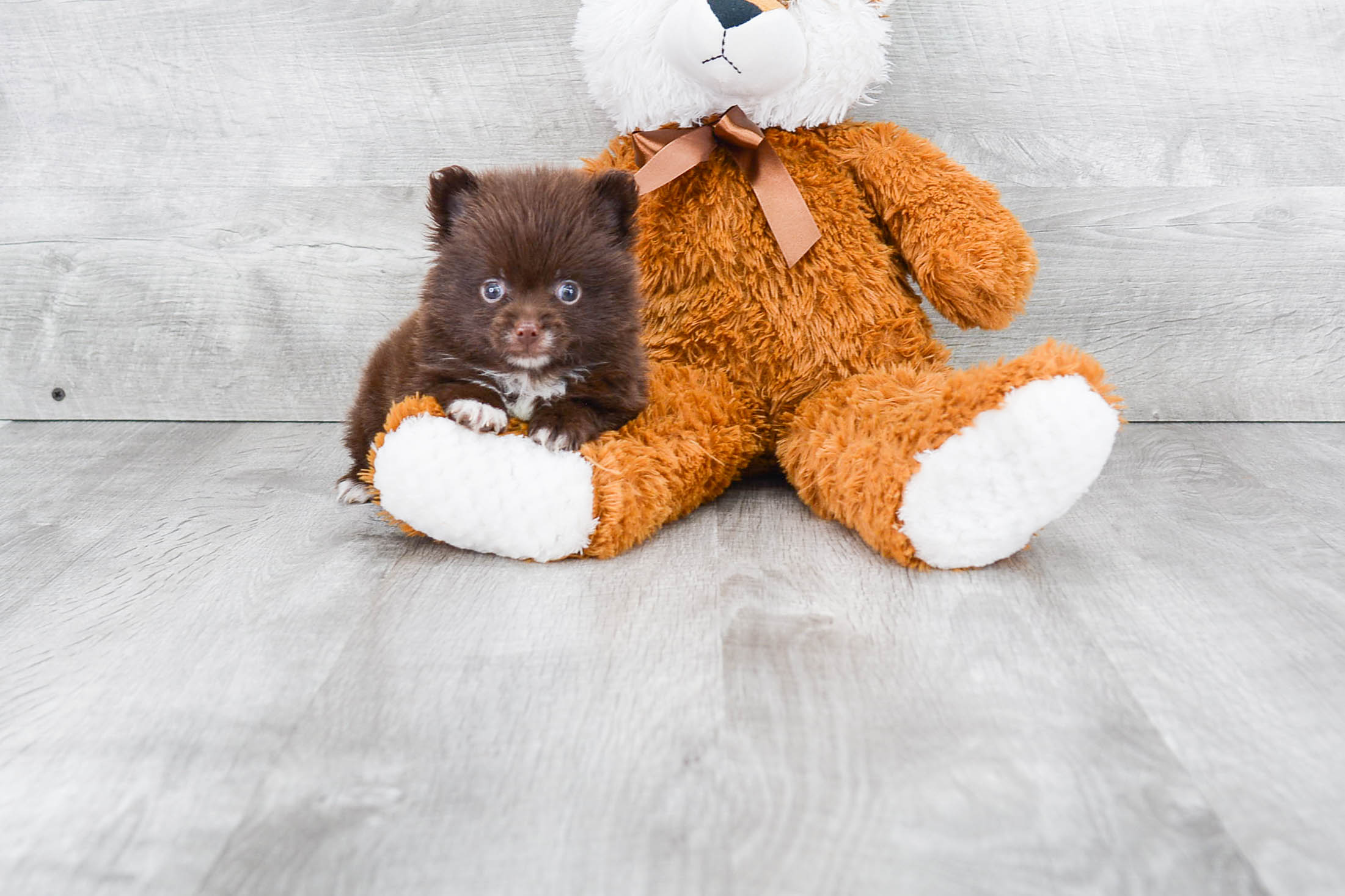 Pomeranian Pup Being Cute
