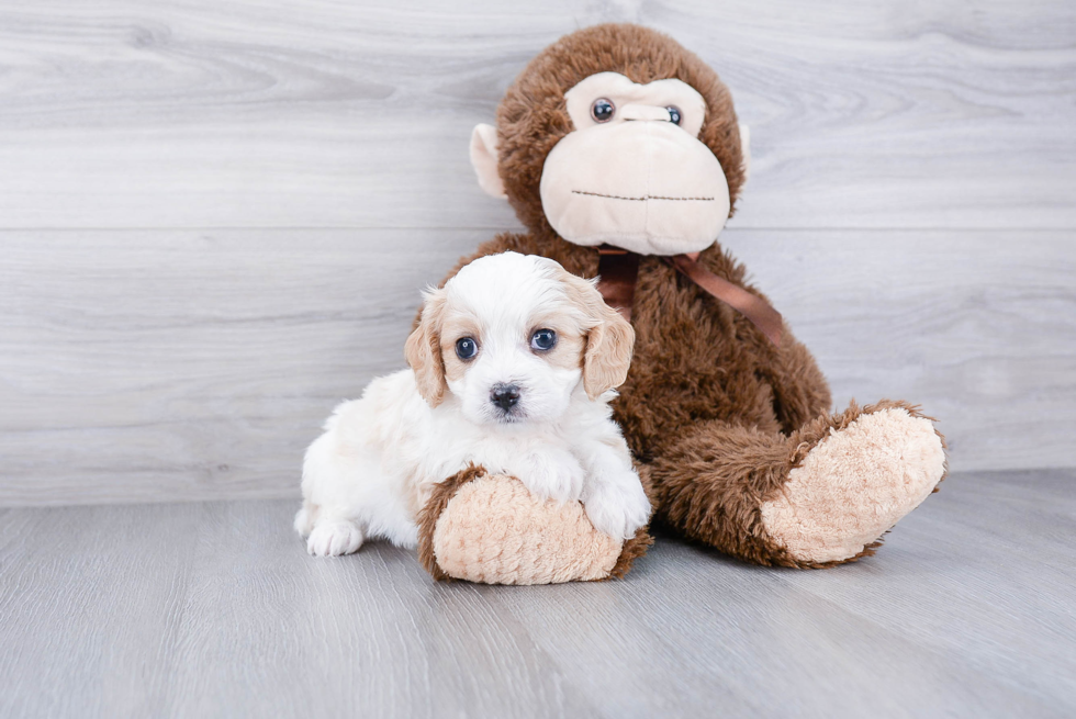 Cavachon Pup Being Cute