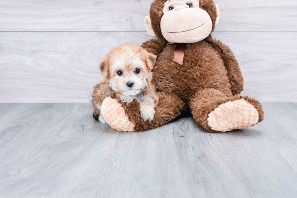 Morkie Pup Being Cute