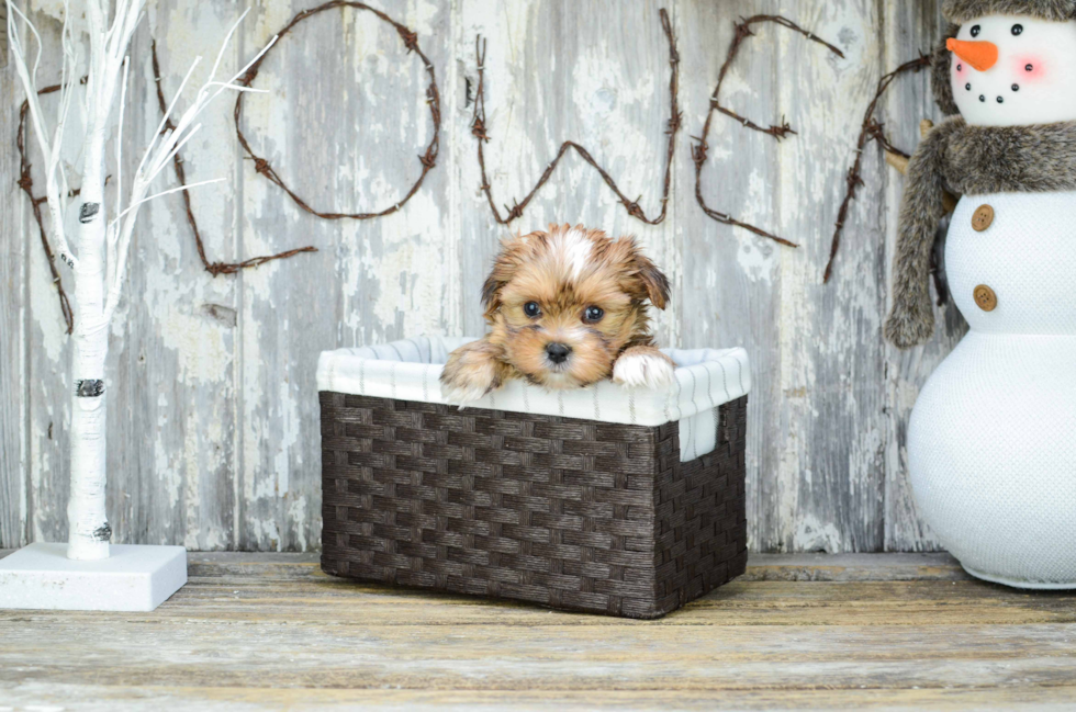 Adorable Shorkie Designer Puppy